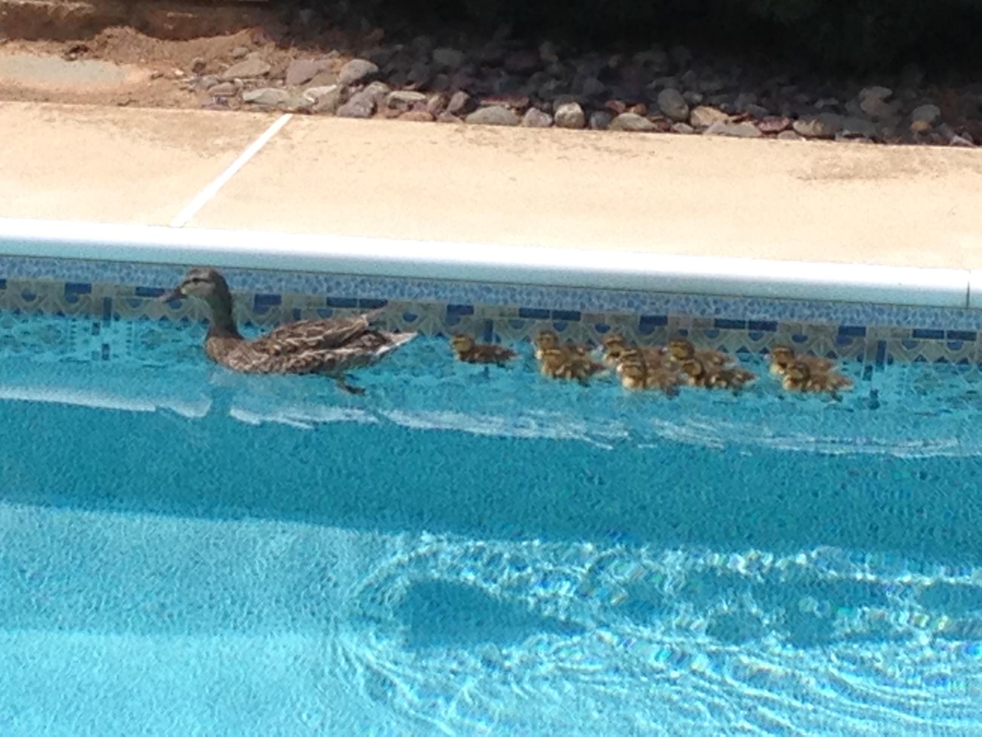 Poolside animal photograph